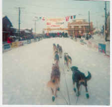 Ahh-the finish line in Nome--01-20.jpg (29993 bytes)