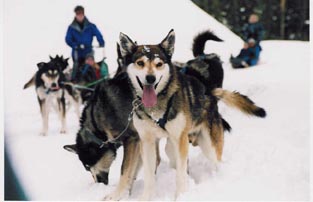 dog sled